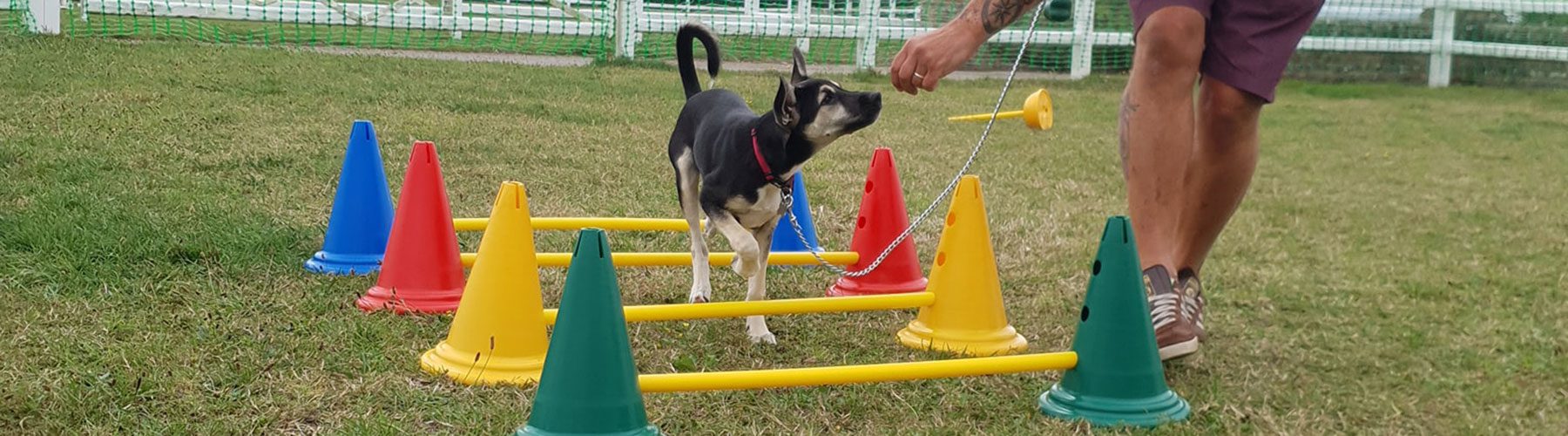 All Dog Training Classes and Hounds and Hooves