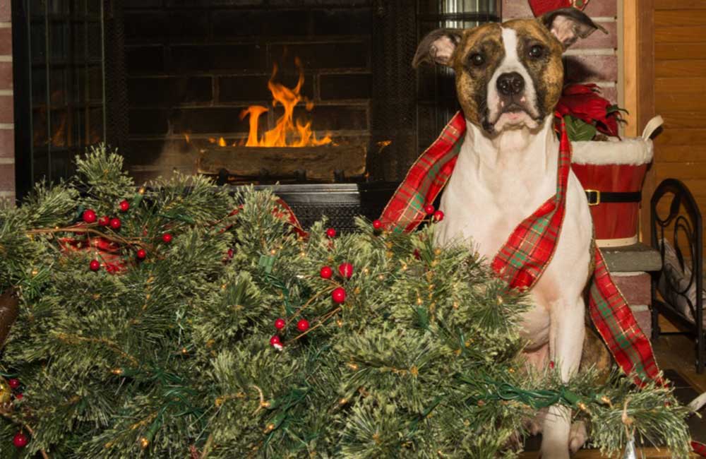 5 Top Tips For A Calm Dog At Christmas