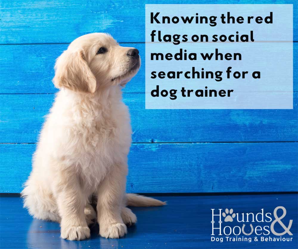 Spotting the red flags on social media when searching for a dog trainer