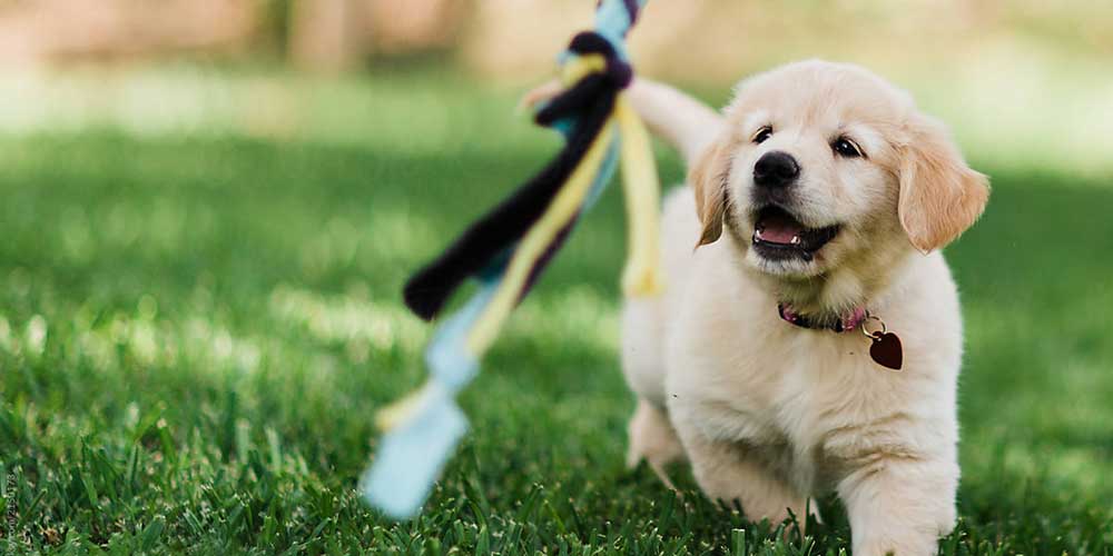 7 Top Tips for New Puppy Owners