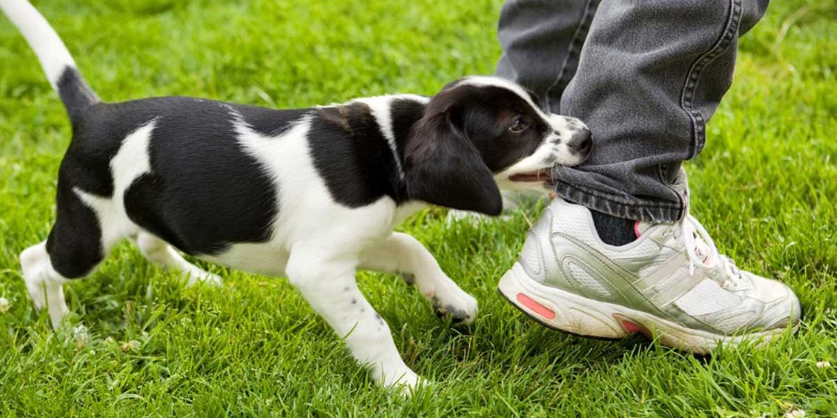 Top Tips To Help With Puppy Biting