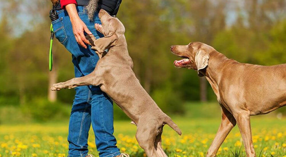 Top tips to stop your dog from jumping up