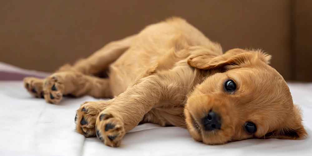 Preventing Separation Anxiety-How to help puppies cope with being home alone