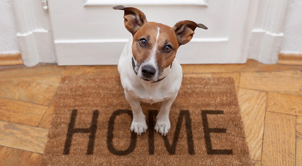 A guide to choosing a home boarder or a house sitter for your dog when on holiday