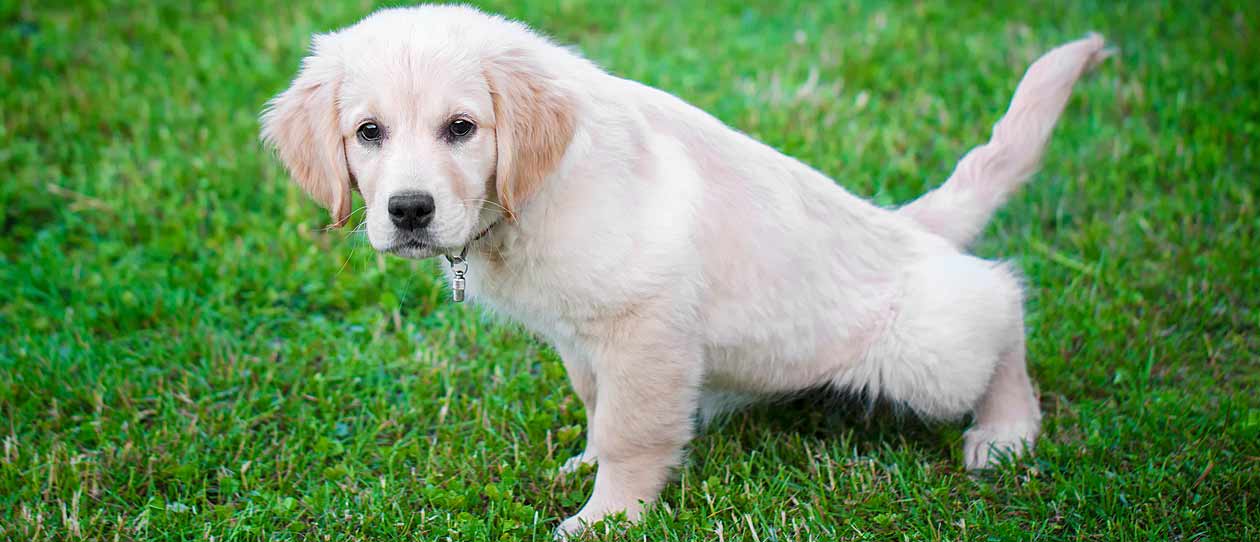 Top tips for toilet training your puppy