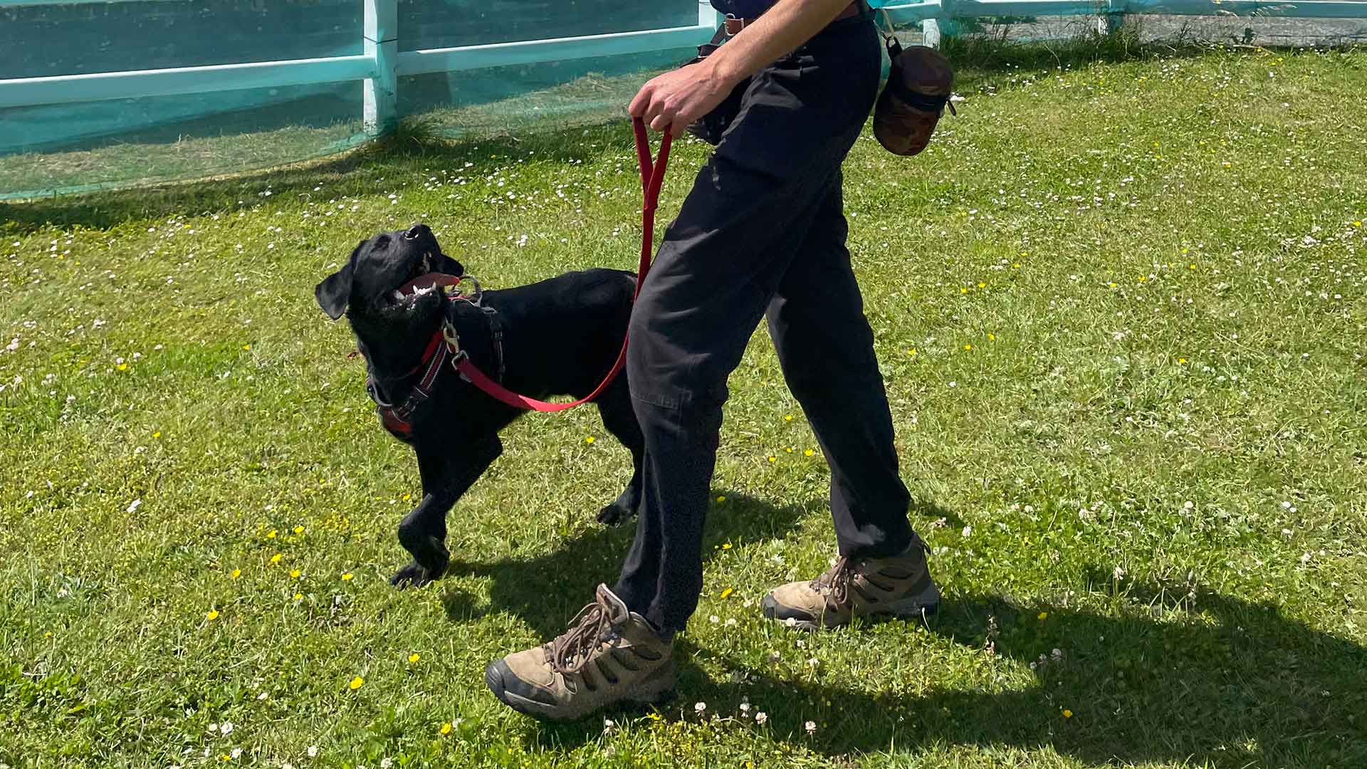 Henstridge Loose Lead Walking Dog Training Hounds and Hooves