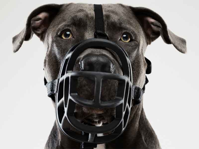 Muzzle training your dog Hounds and Hooves