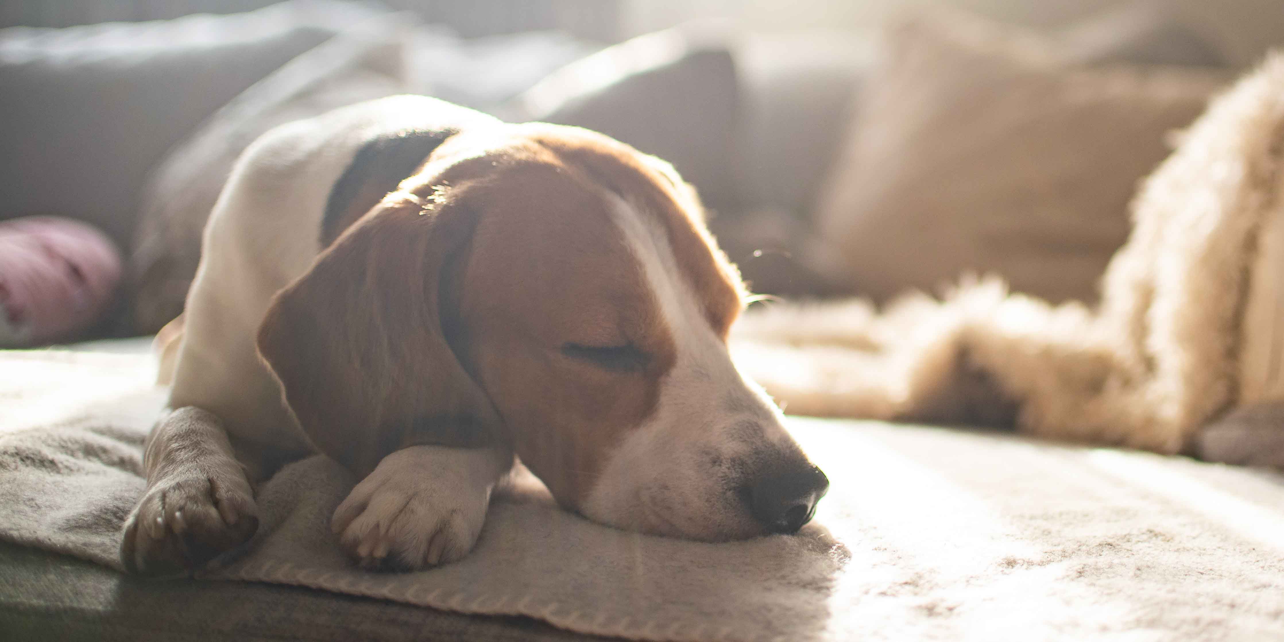 From Frantic to Focused: Four top tips to calm your dog down