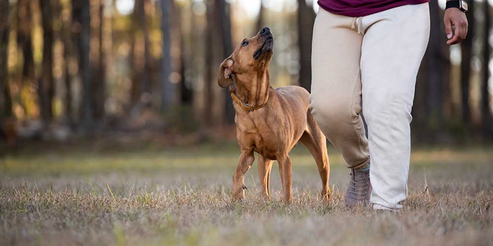 The Science of Adolescence in Dogs